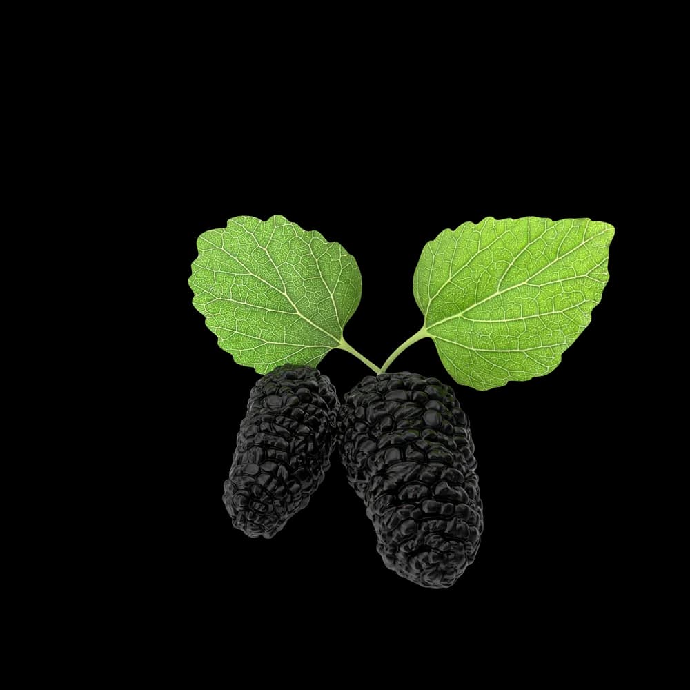 Mulberry — image 1 of 1