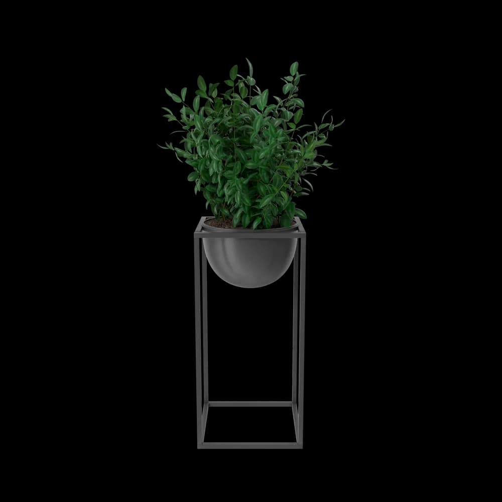 House Showpiece Plant — image 1 of 3
